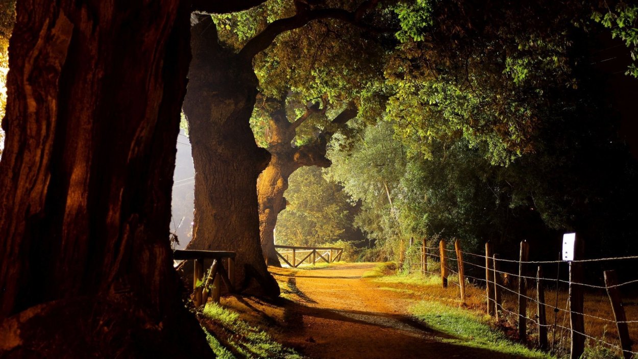 Красивый дуб