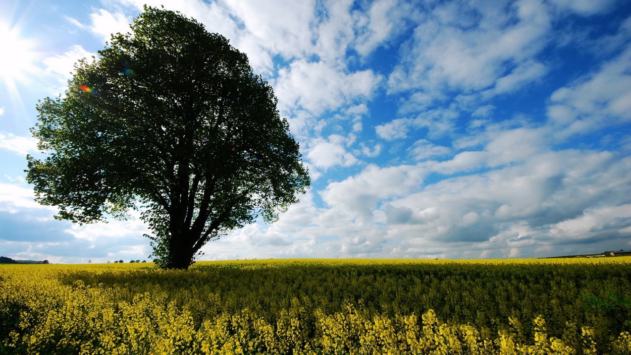 Красный Тополь дерево