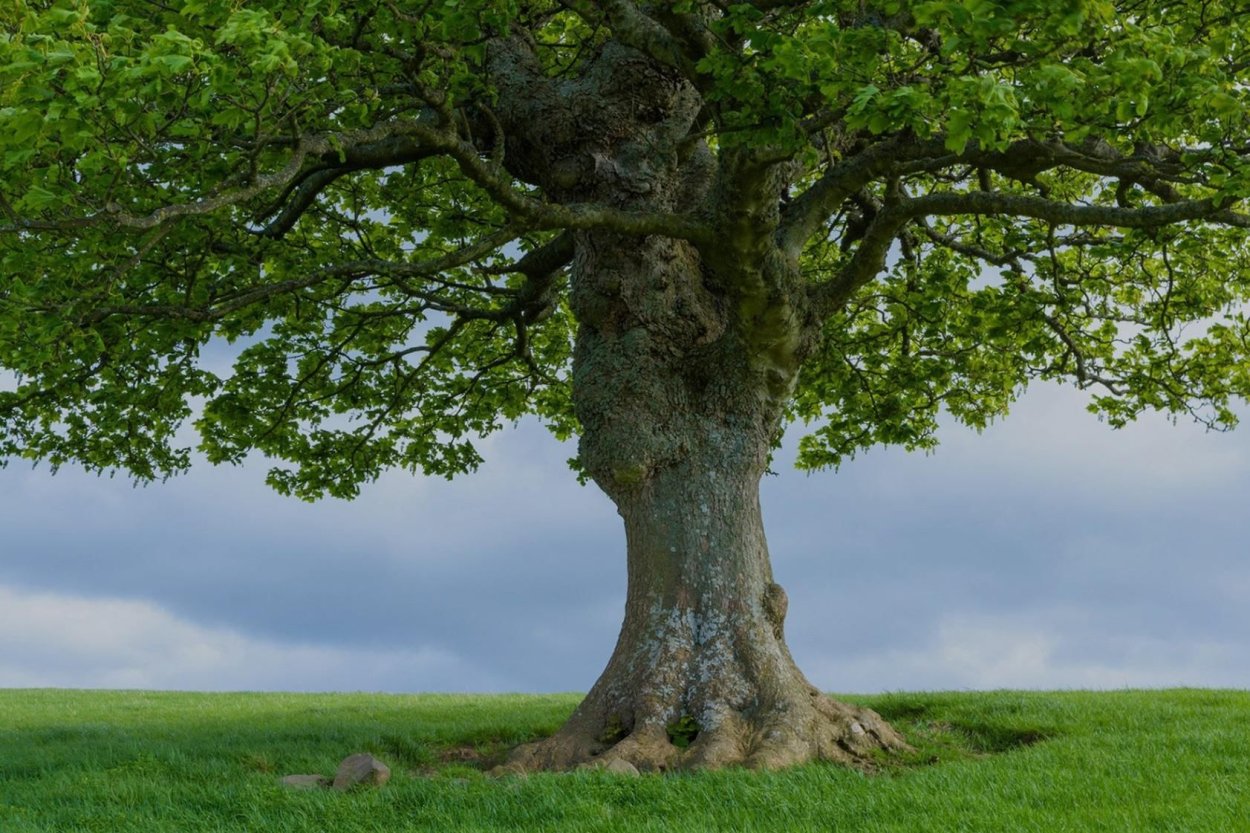 Дуб черешчатый