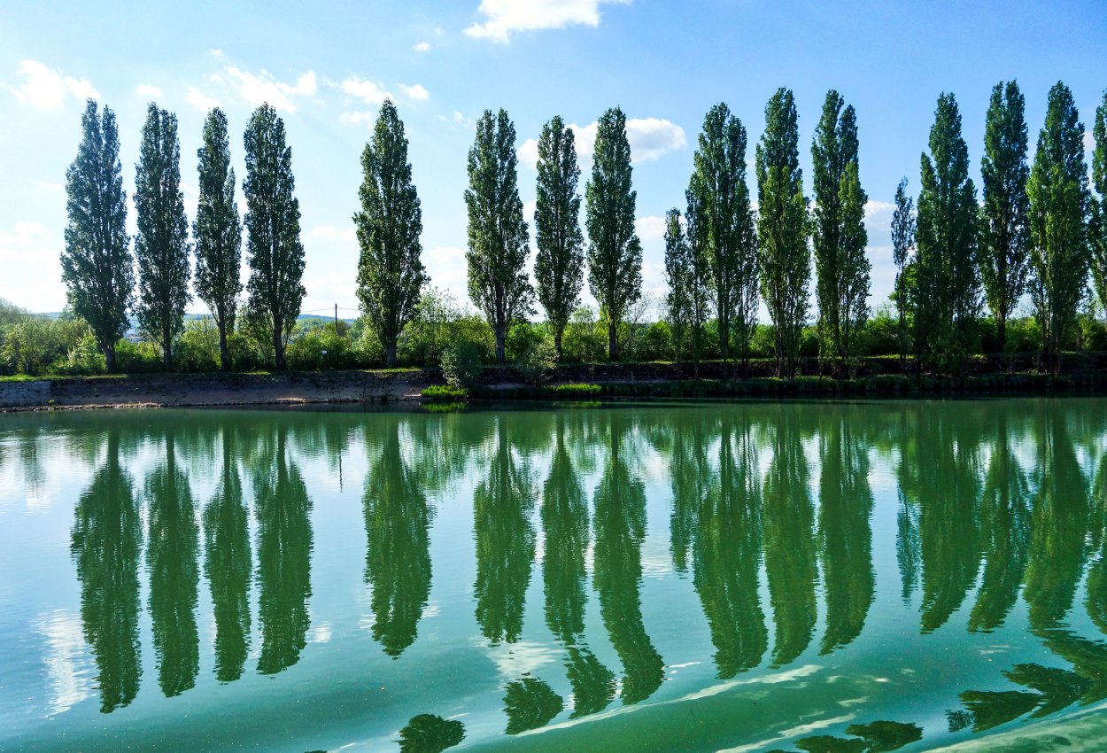 Терек дерево