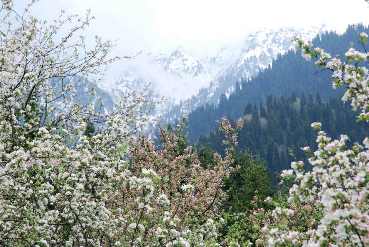 Яйлю яблоневые сады