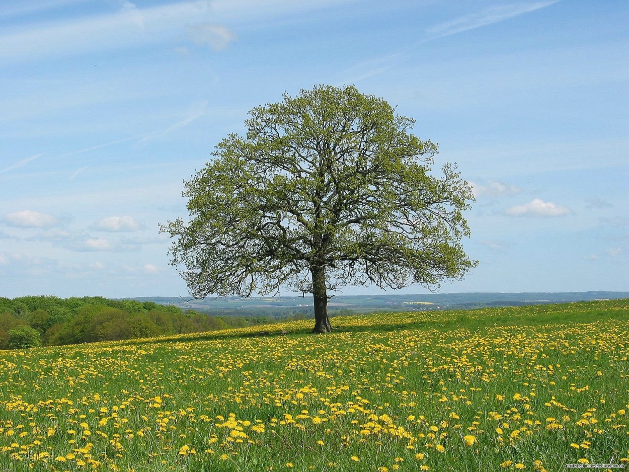 Терек суреті