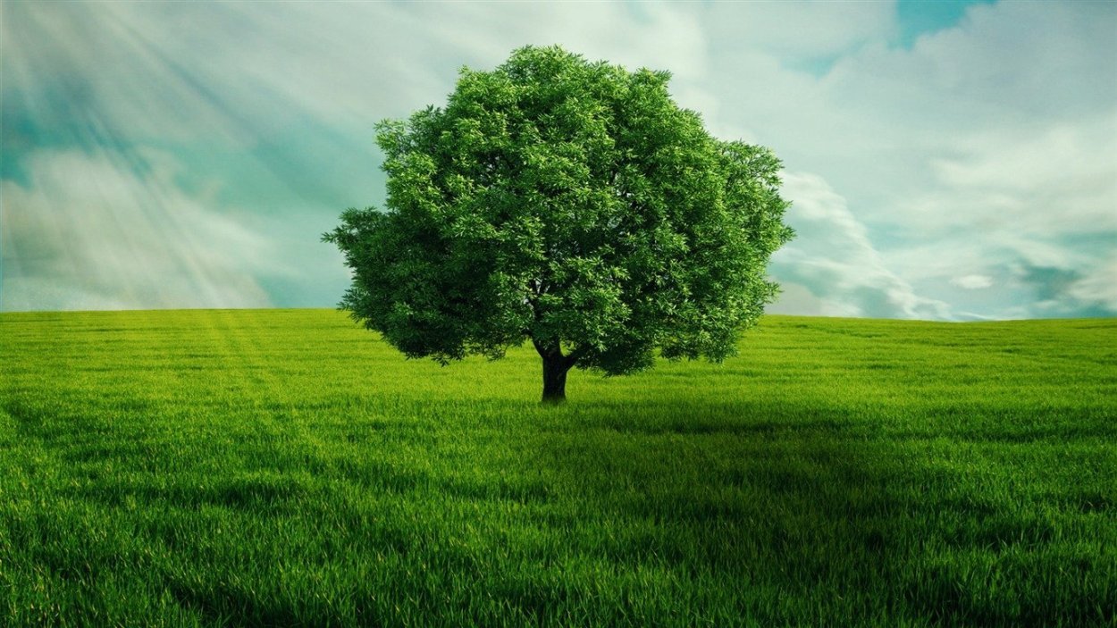 Красивое дерево