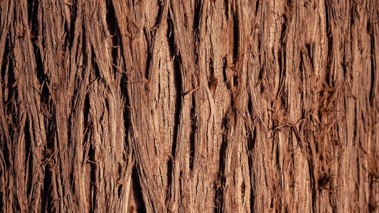 Кора дерева фактура