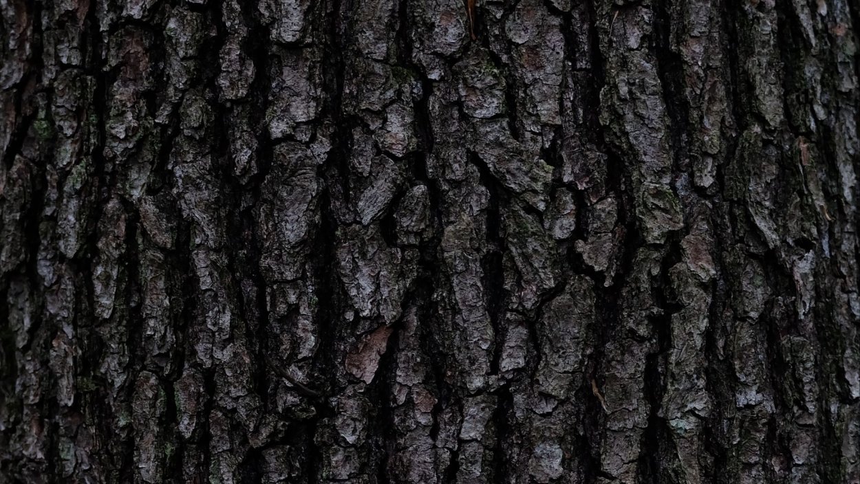 Кора дуба текстура