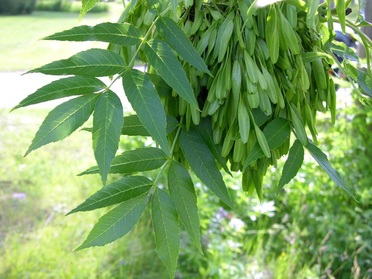 Ясень пенсильванский Fraxinus pennsylvanica