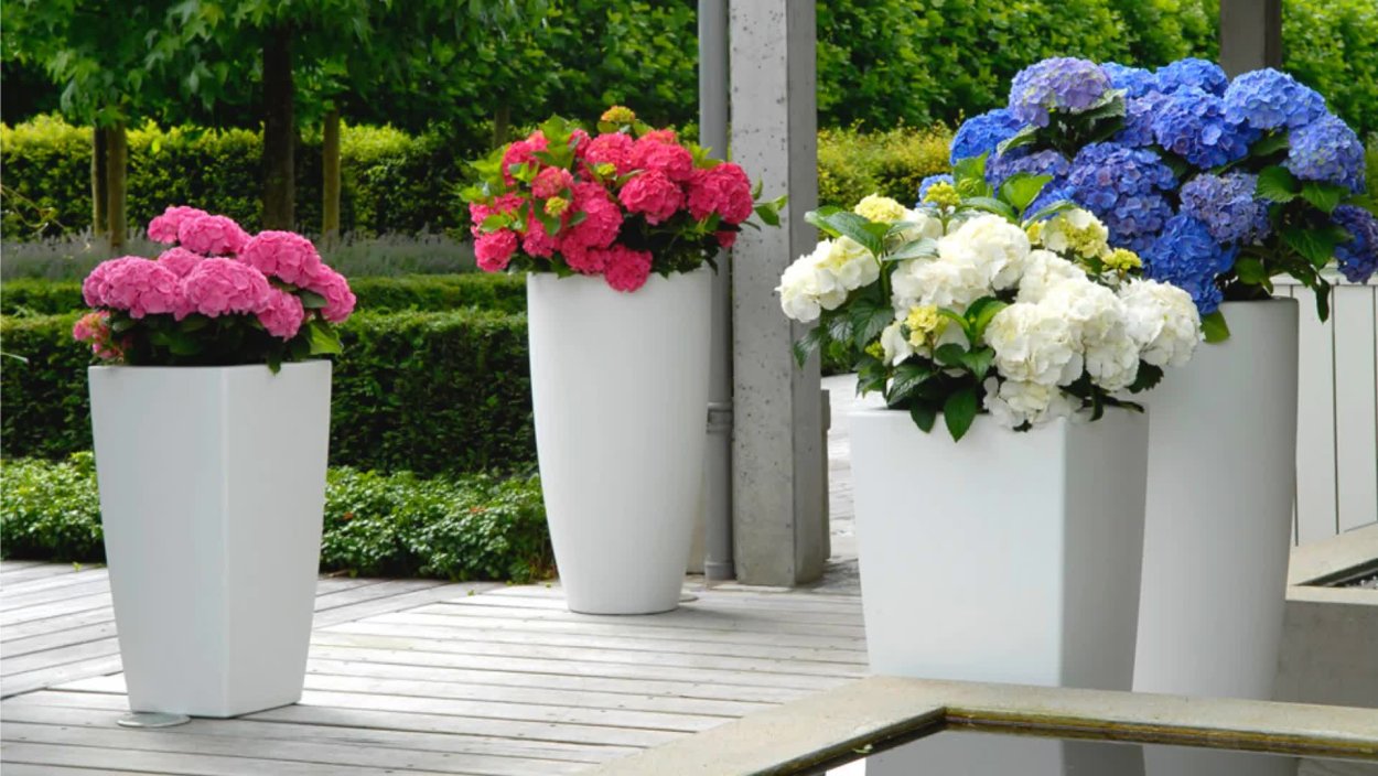 Вазон с цветами