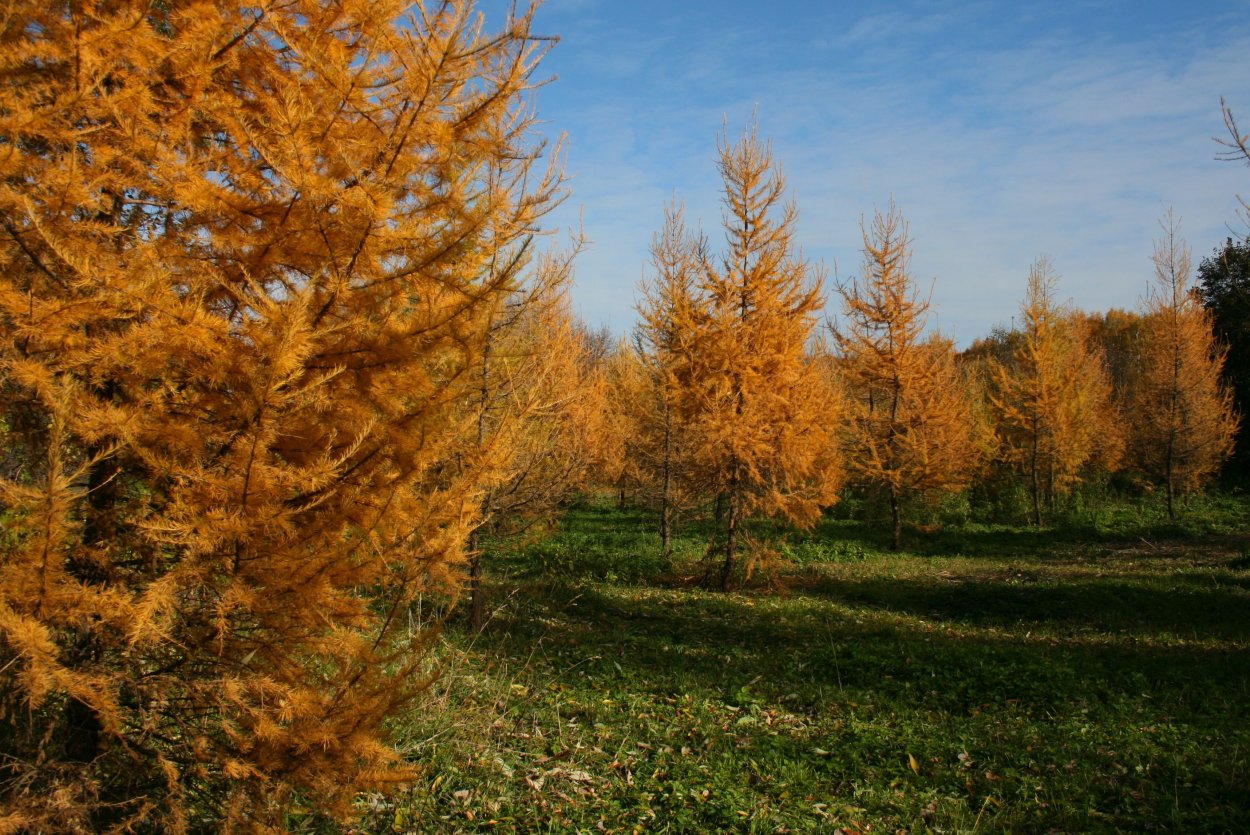 Лиственница Сибирская осенью
