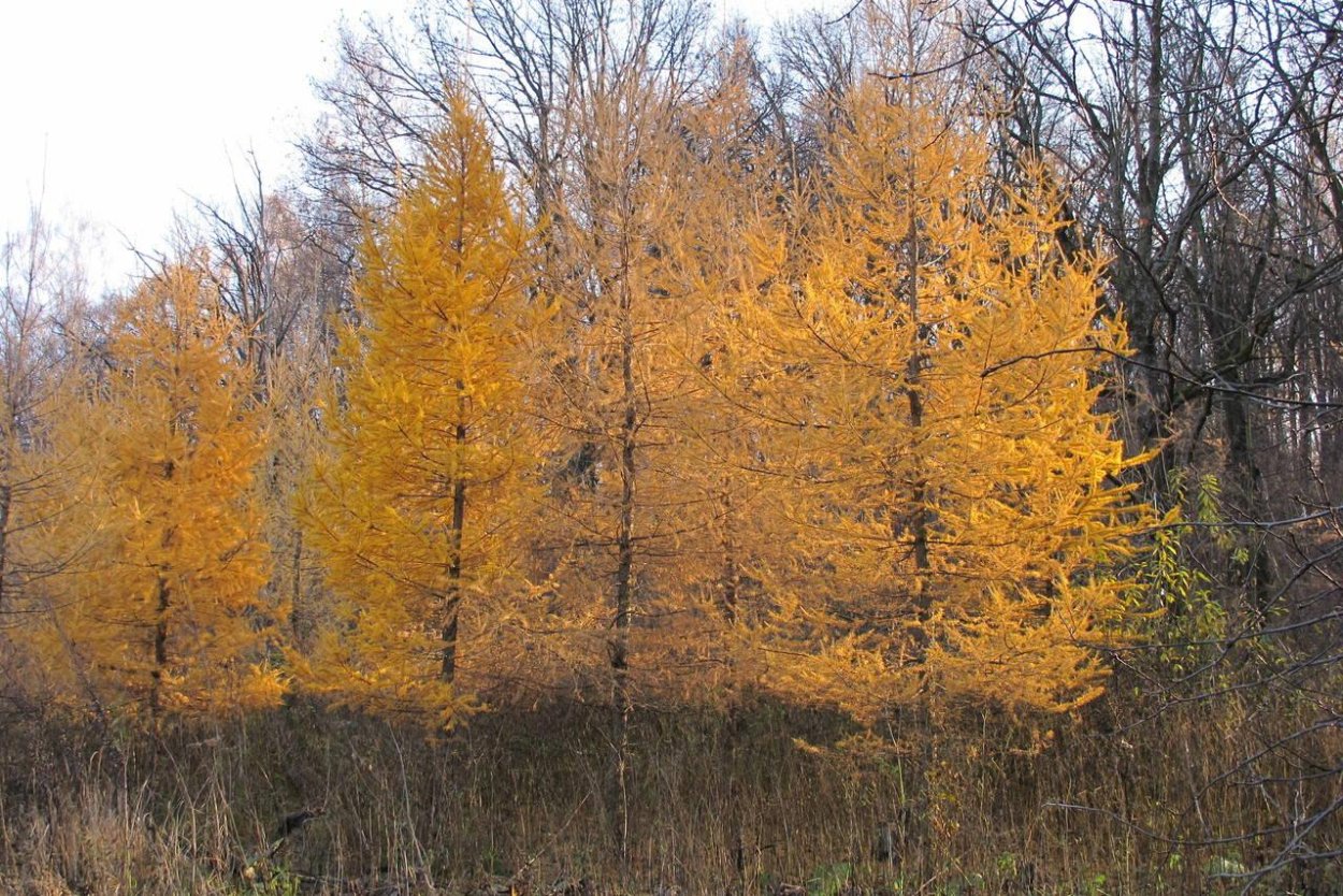 Лиственница Чекановская