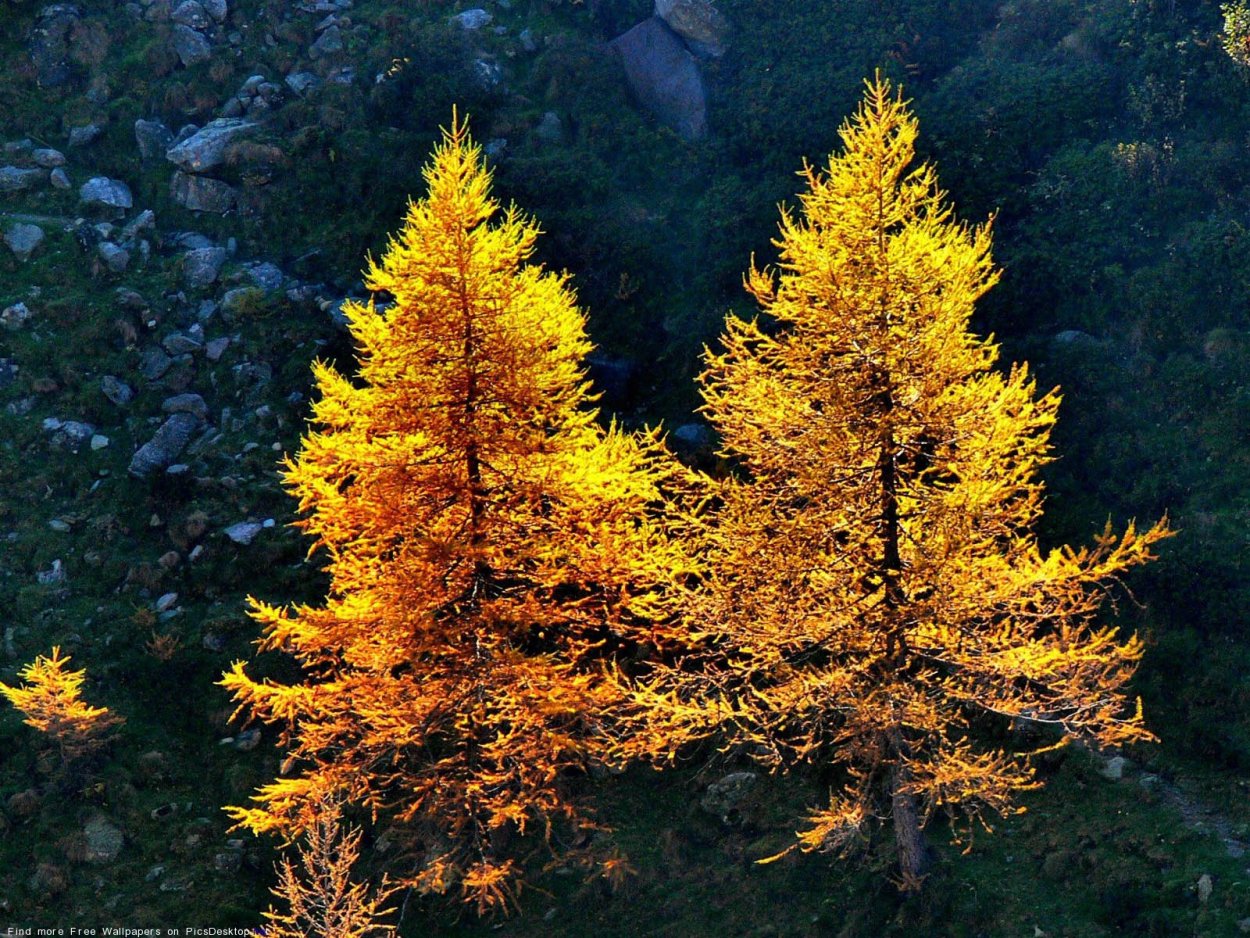 Лиственница Северной Америки