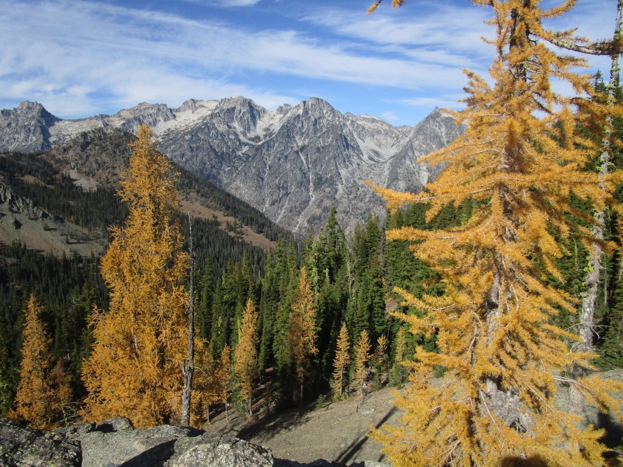 Лиственница Ауреа