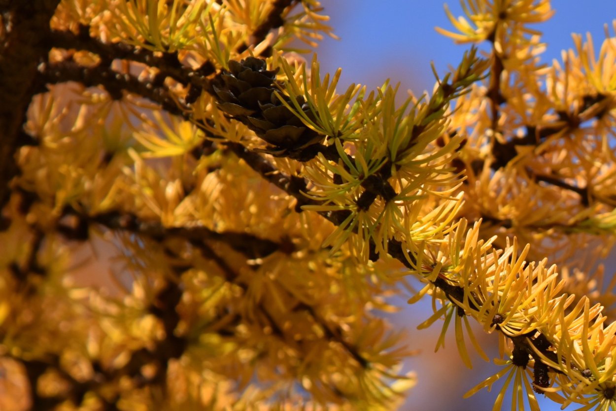 Лиственница Сибирская желтая