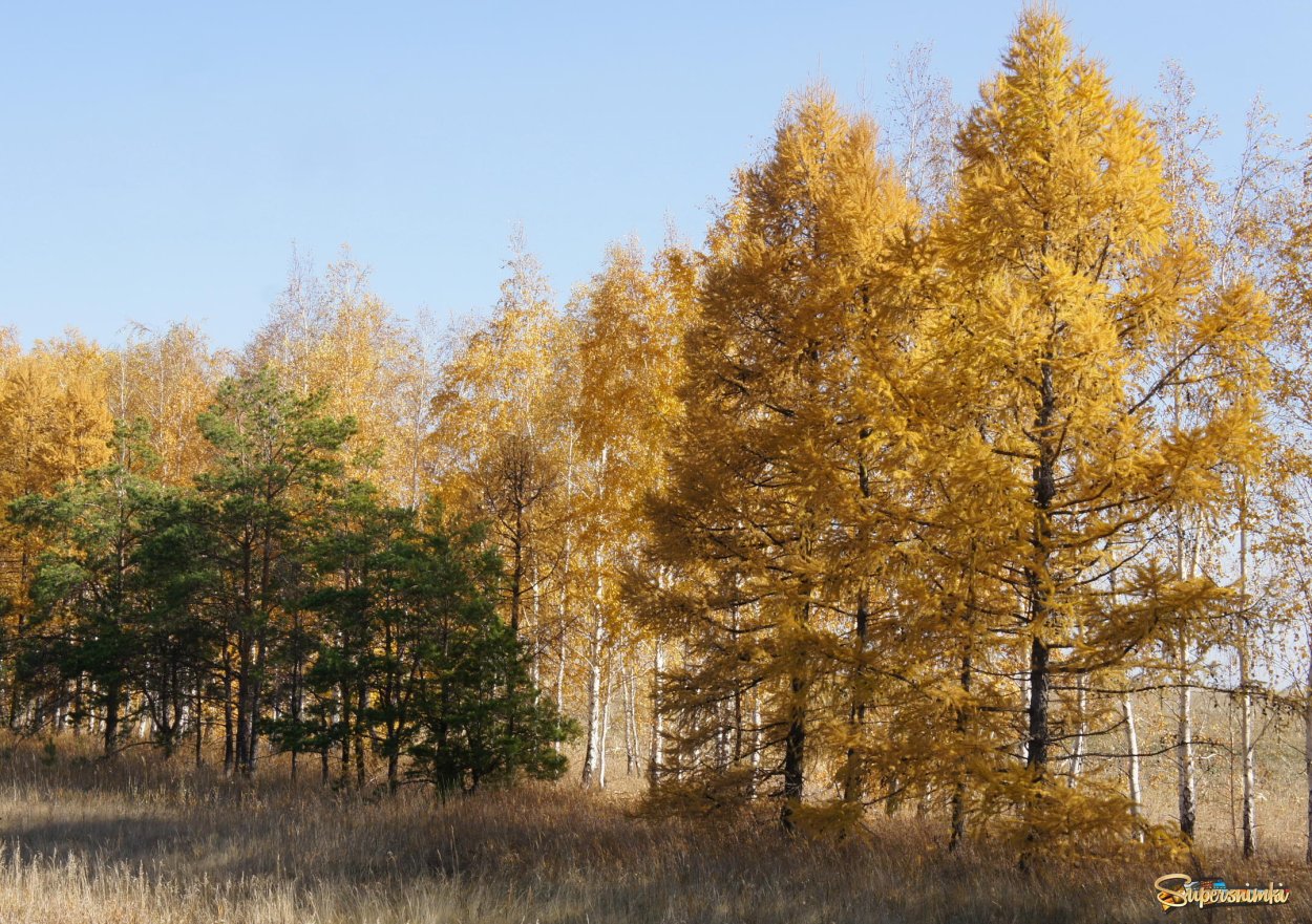 Осень в лесу