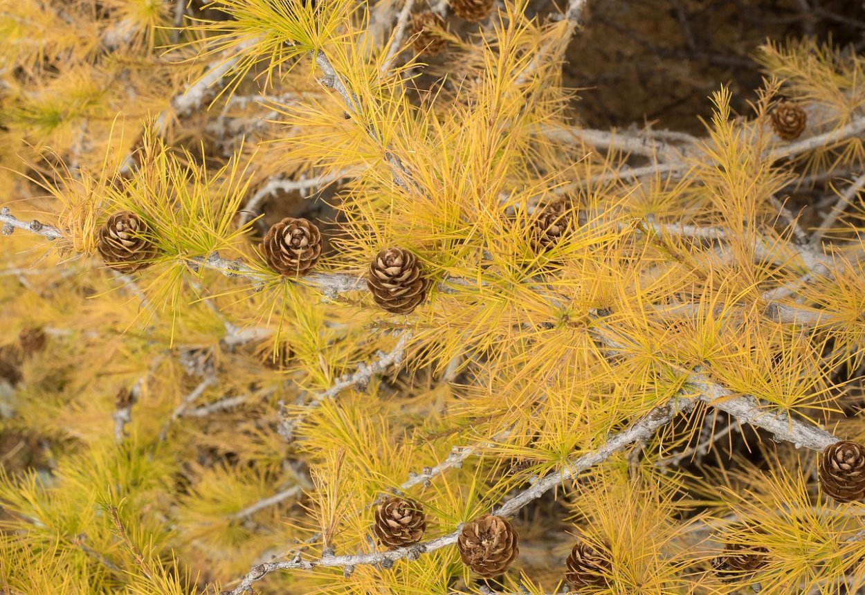 Лиственница Гмелина Плантариум
