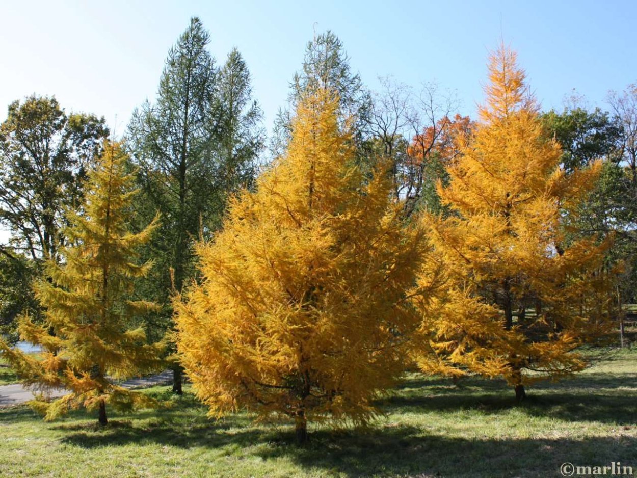 Красивое осеннее дерево