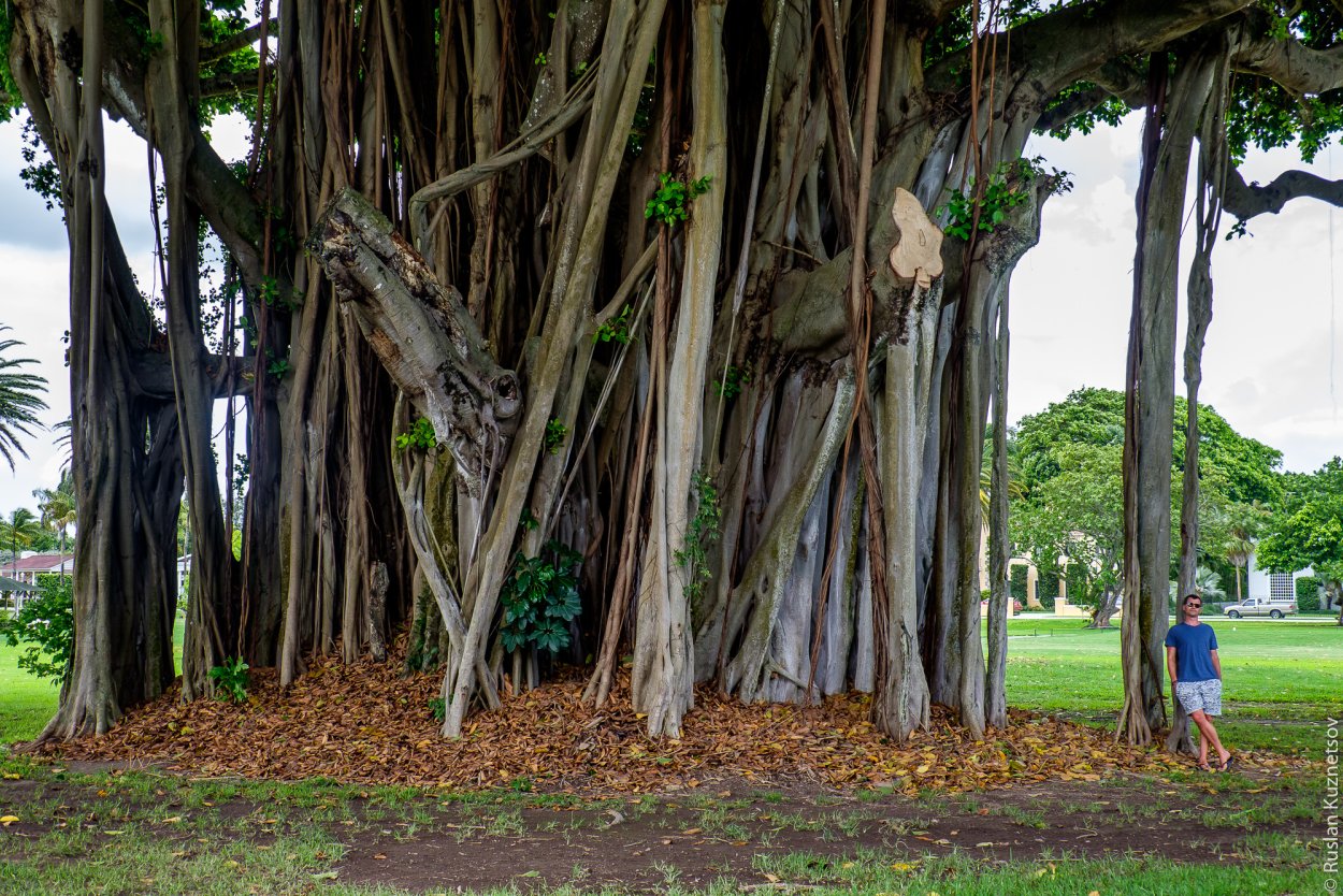 Фикус бенгальский Великий Баньян