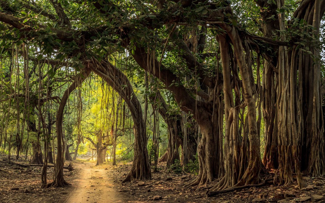 Дерево Баньян в Индии