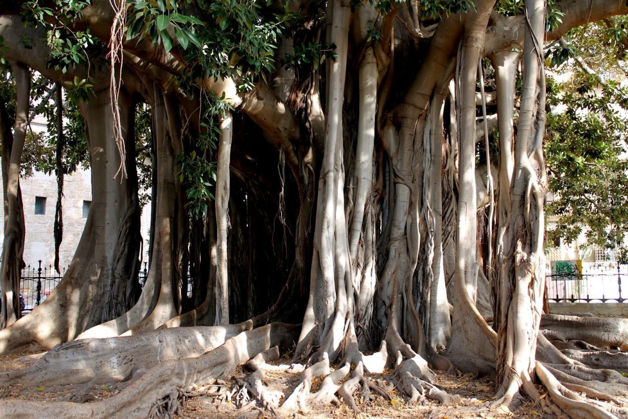 Баньян Япония