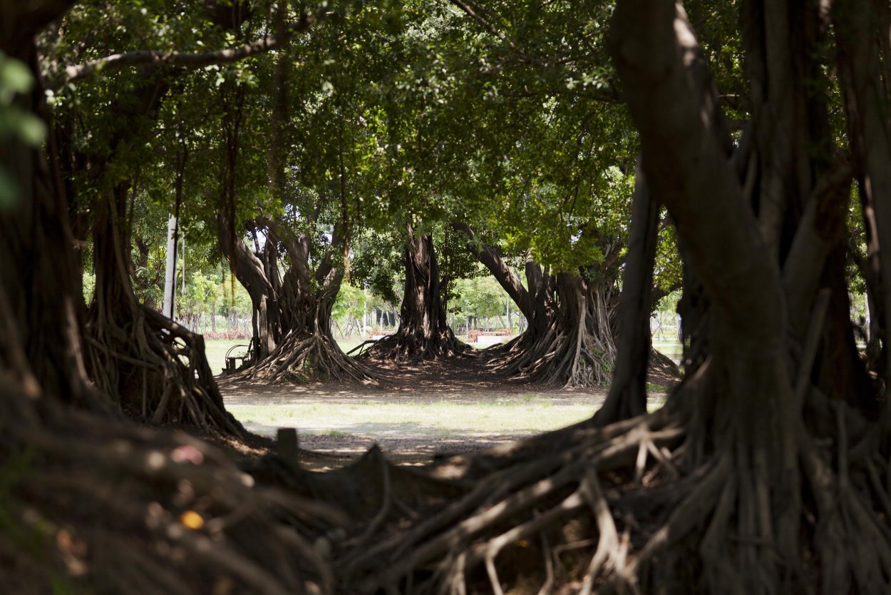 Филиппины Баньян