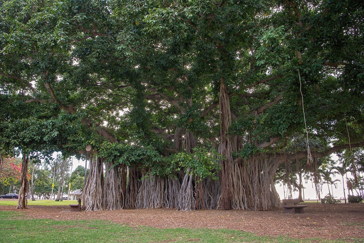 Фикус Баньян