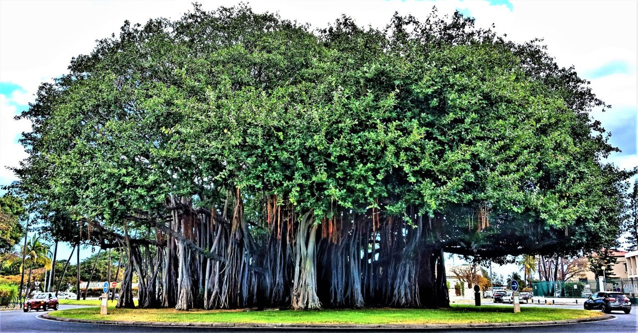 Великий Баньян