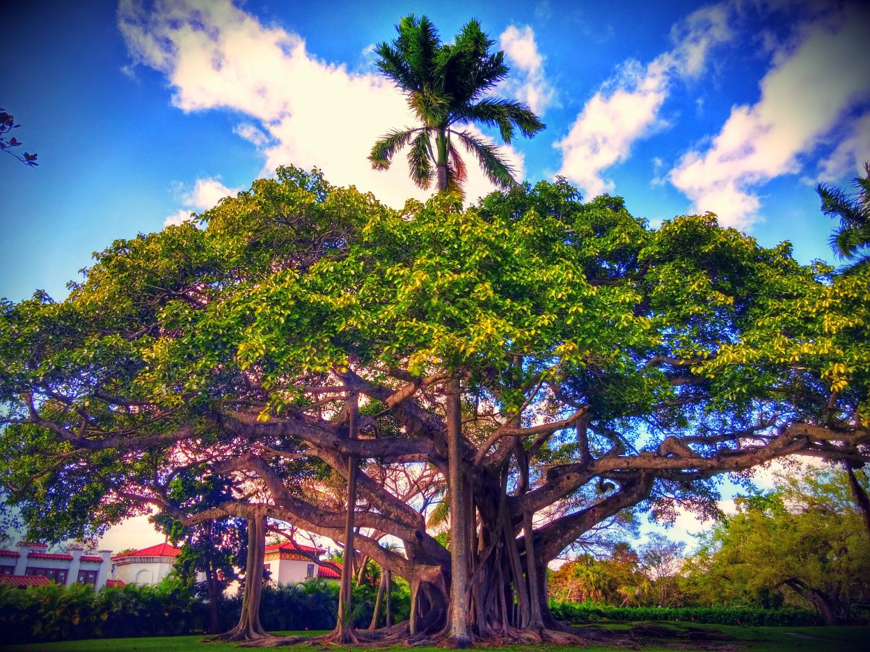 Banyan Tree дерево