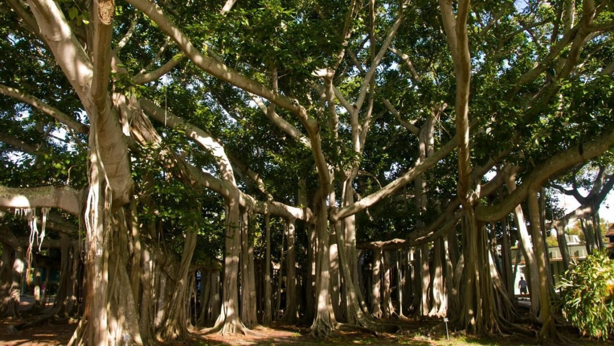 Остров Юпитер