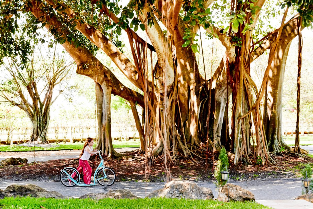 Великий Баньян с широкой кроной