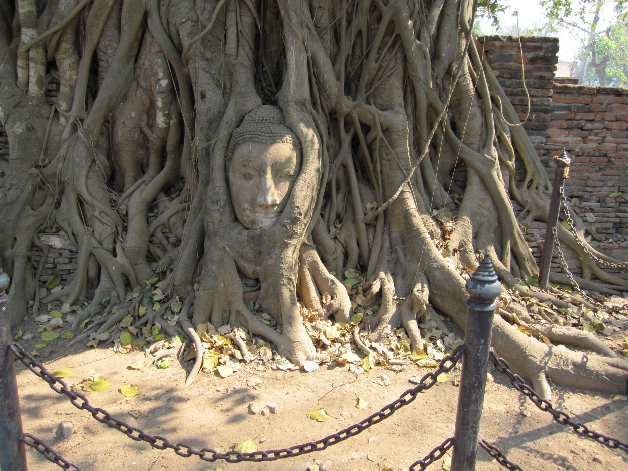 Досковидные корни баньяна