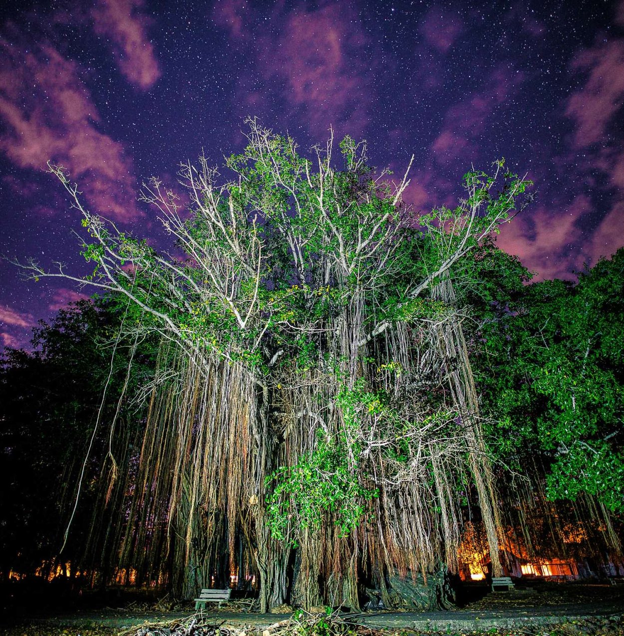 Филиппинский Баньян