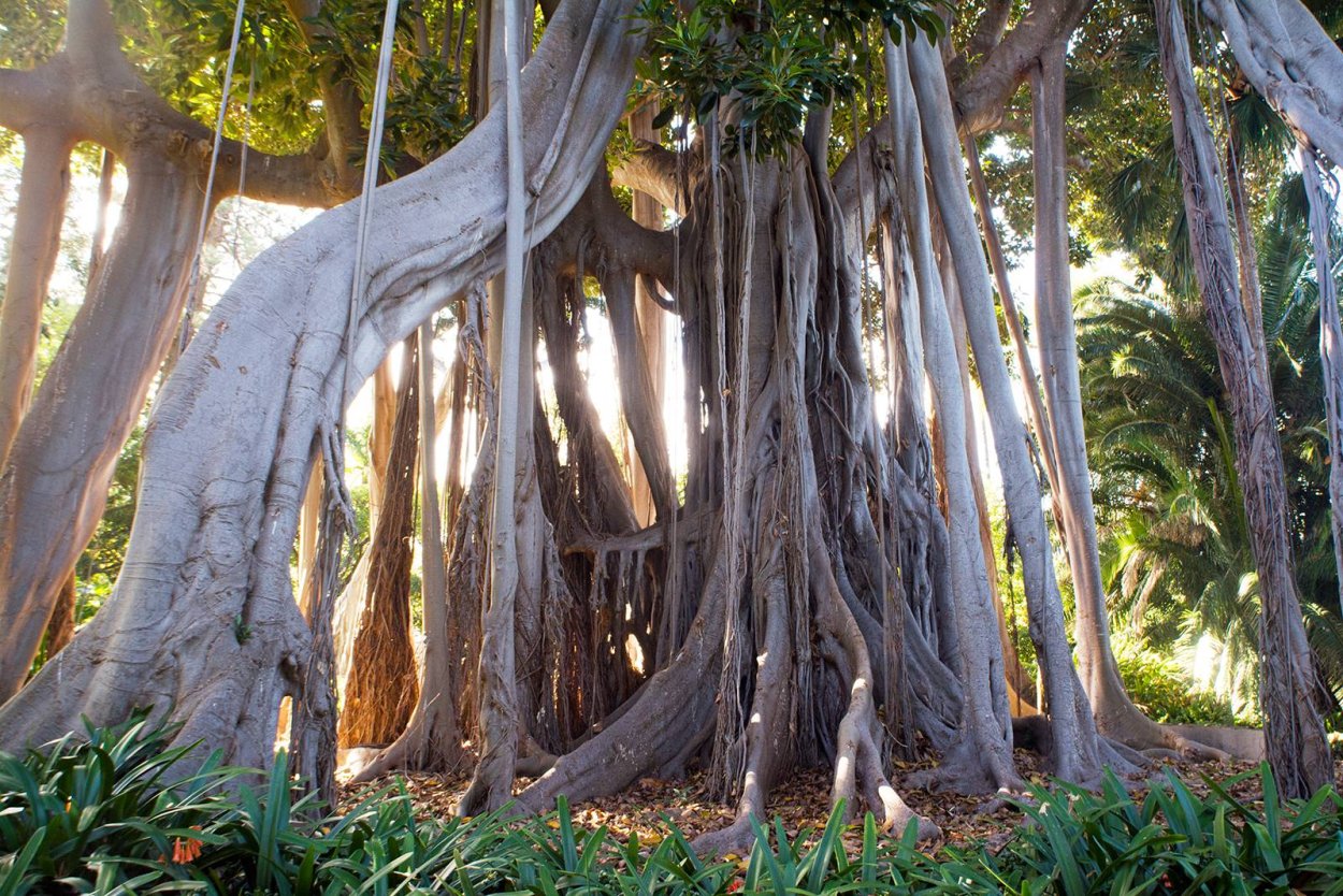 Banyan Tree roots