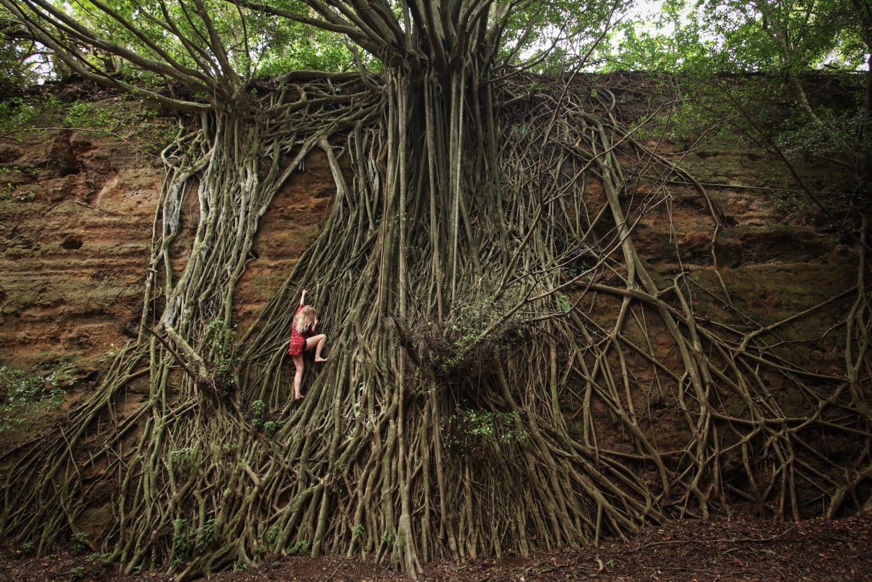 Фикус бенгальский Великий Баньян