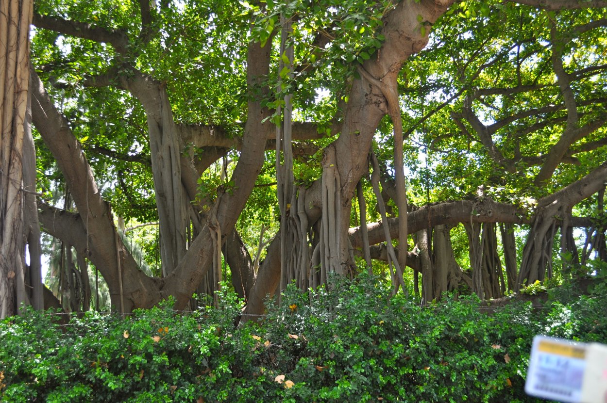 Баньян национальное дерево Индии