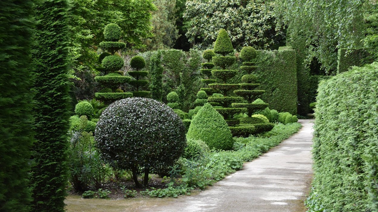 Можжевельник Хорстманн