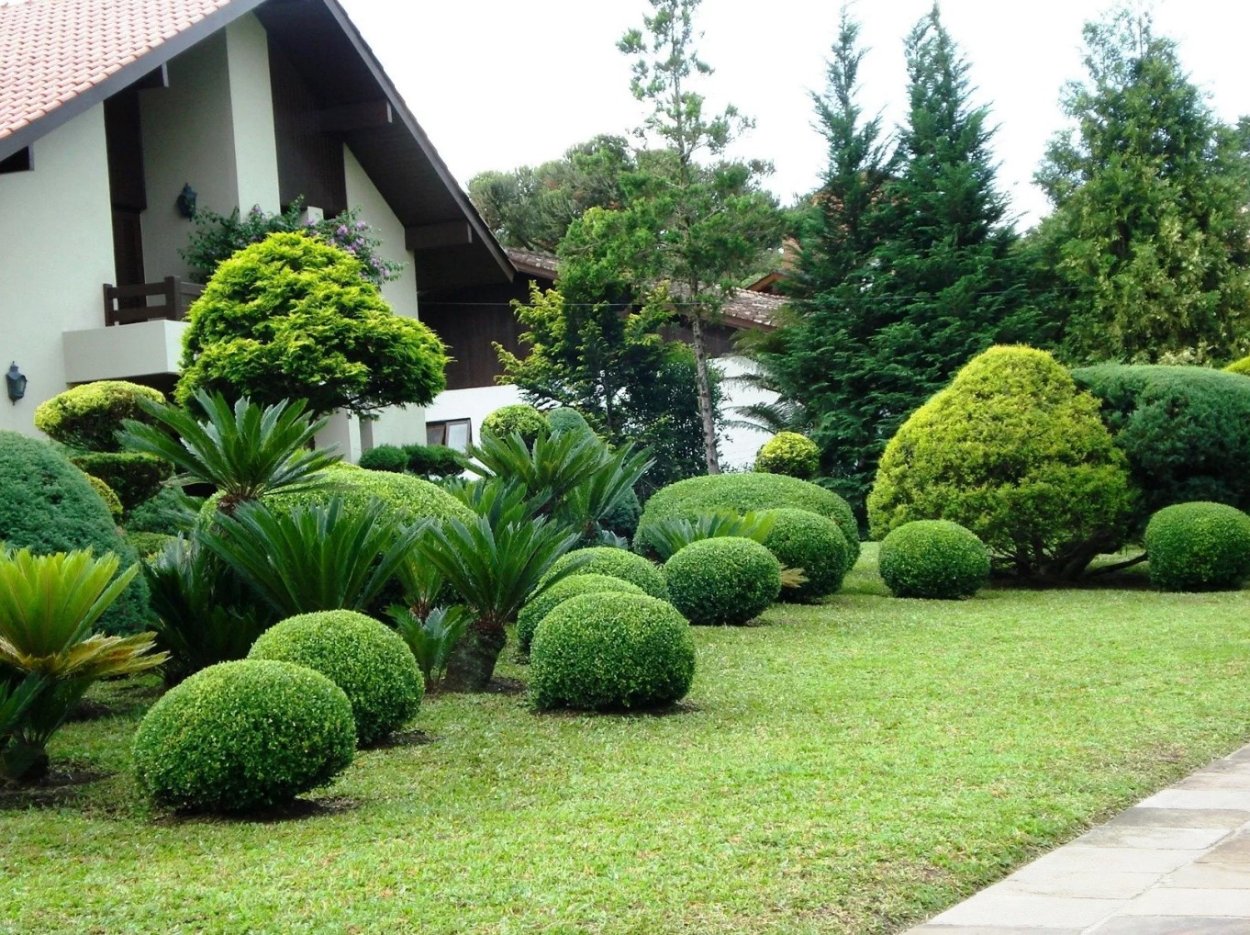 Самшит Буксус