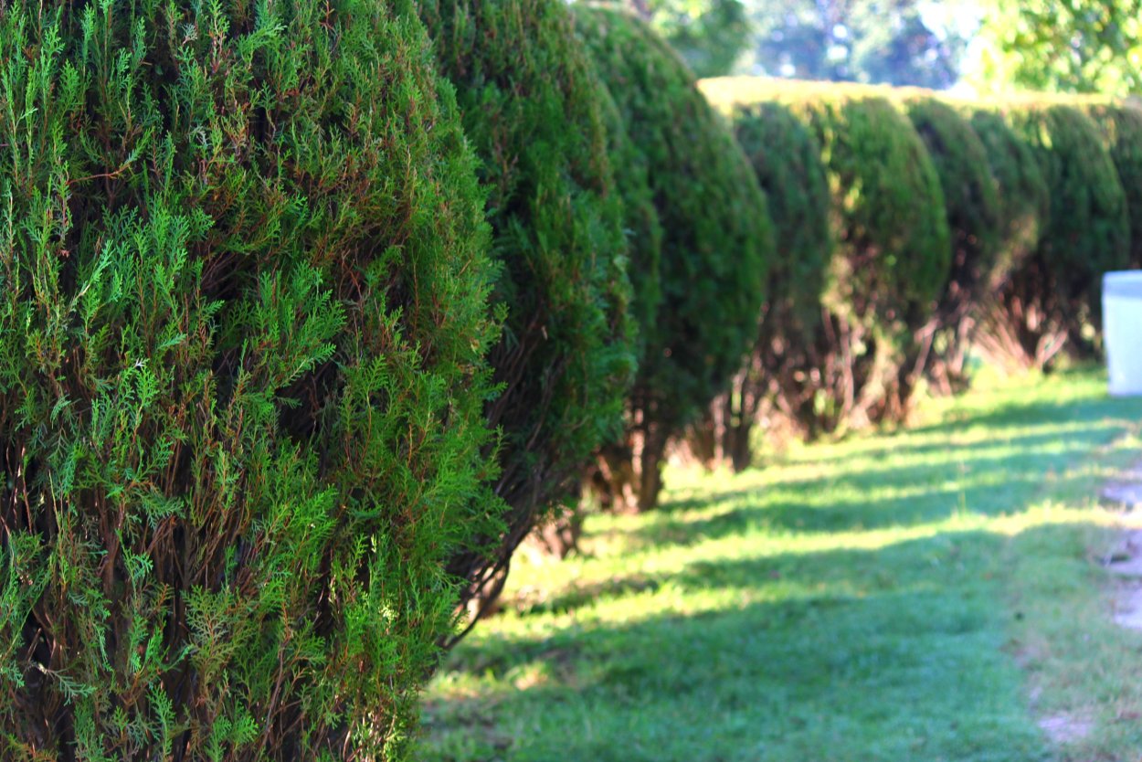 Грин Гарден парк