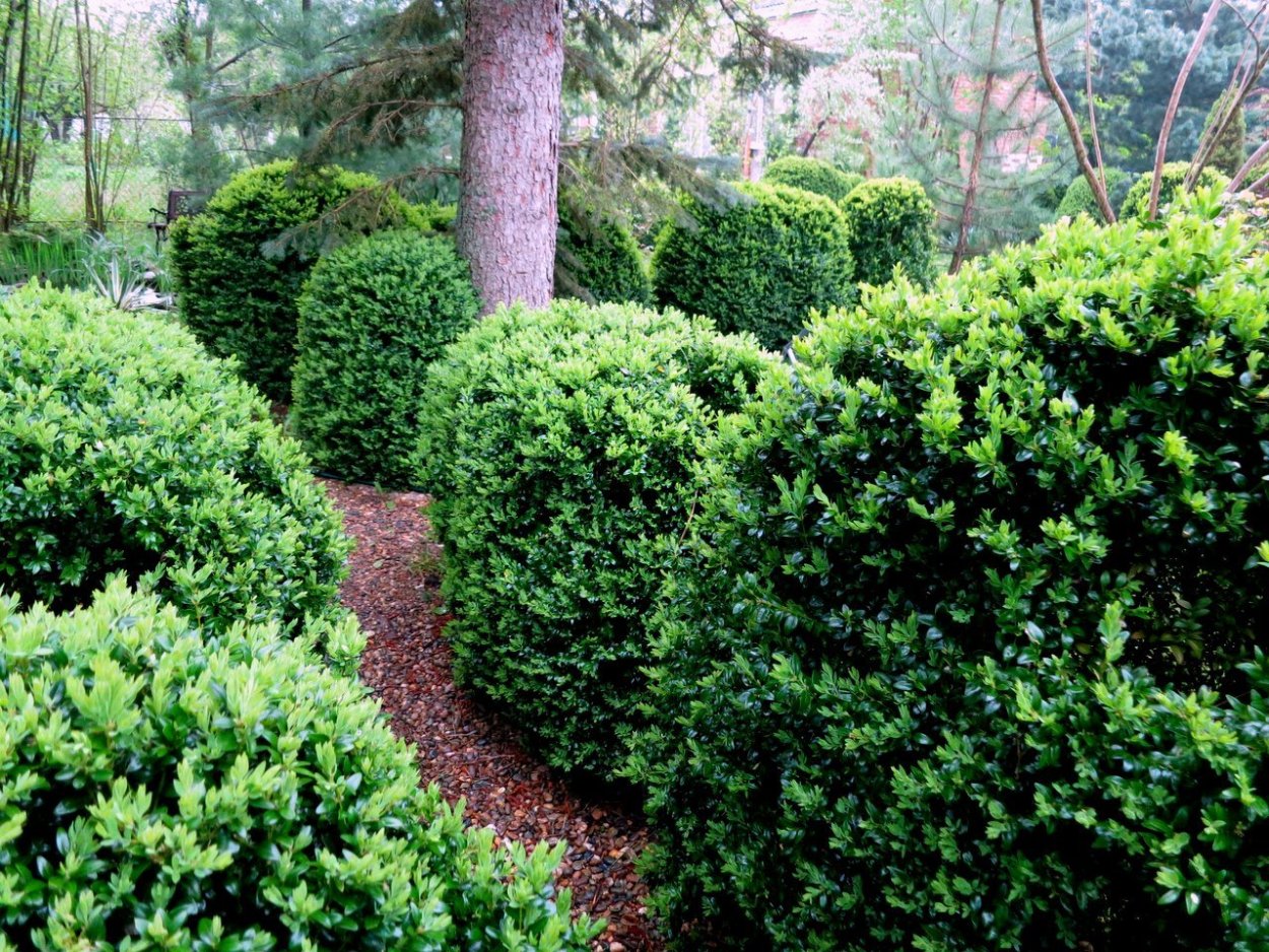 Туя Смарагд ниваки