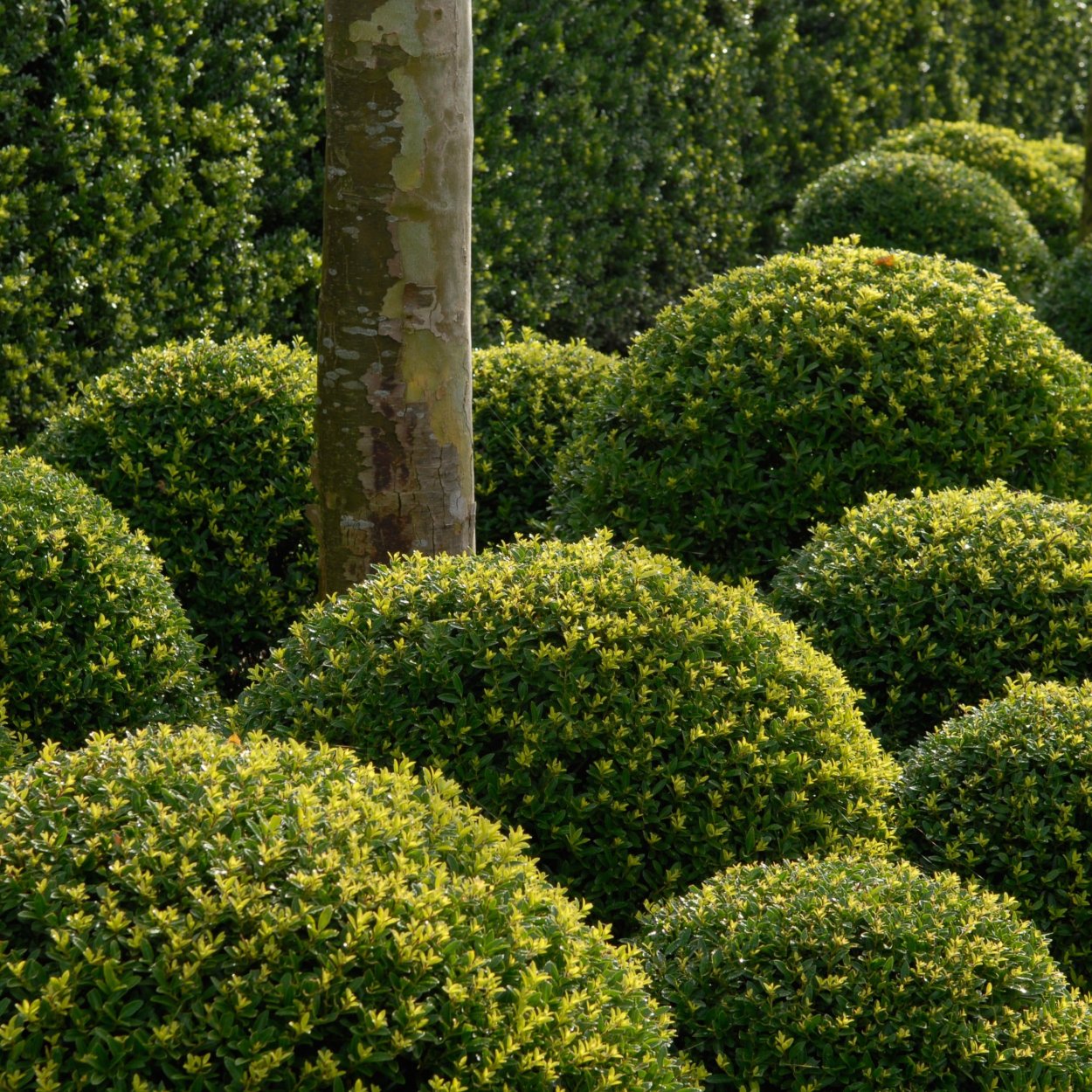 Buxus sempervirens самшит