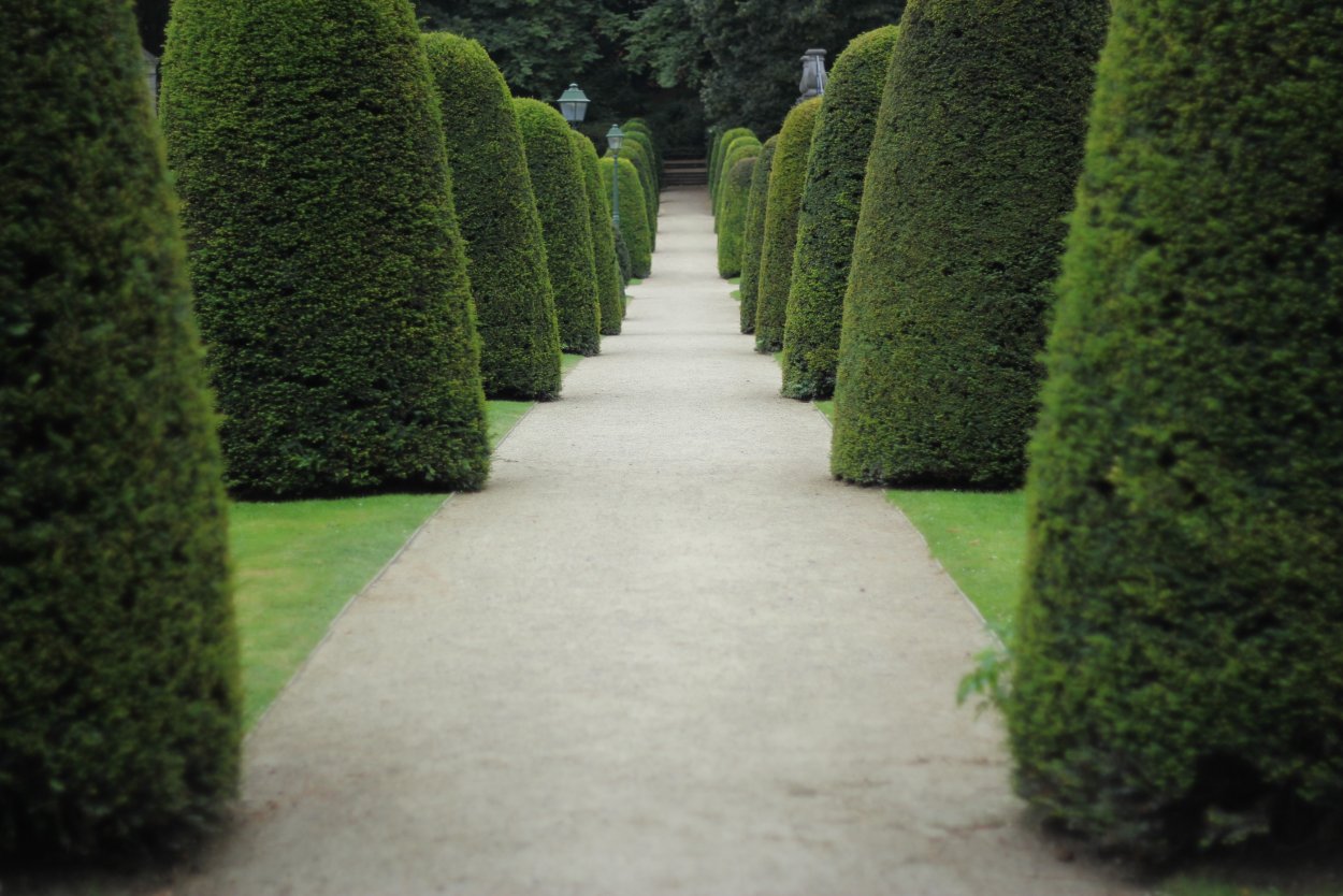 Буксус (самшит) куст