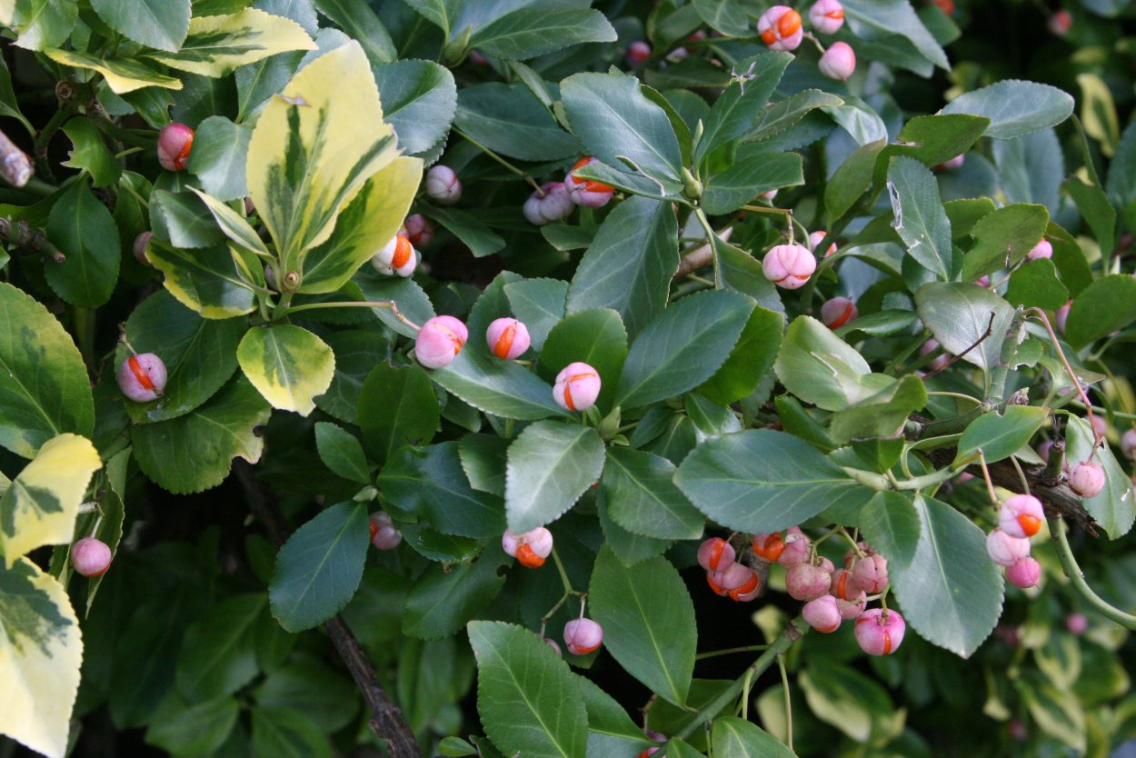 Туя стриженая изгородь волна
