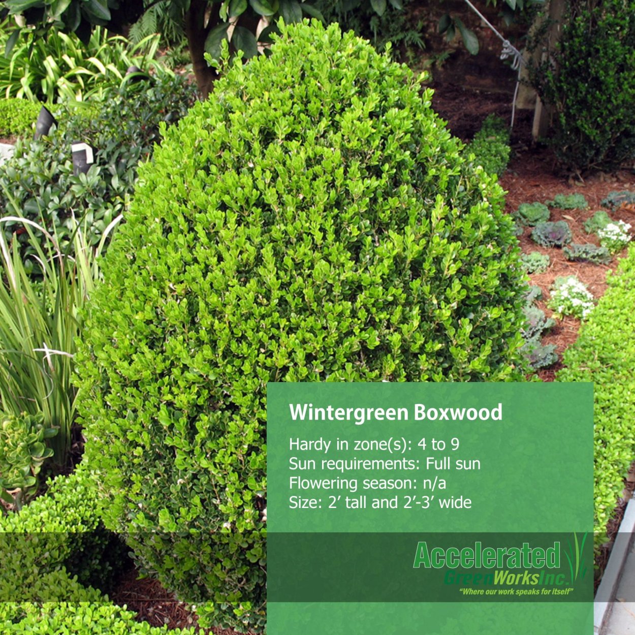 Вечнозеленые колючие кустарники