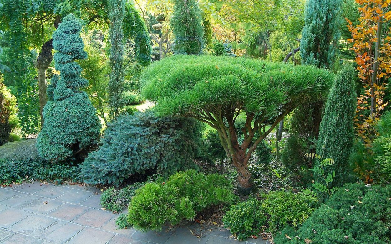 Вечнозеленый хвойный кустарник