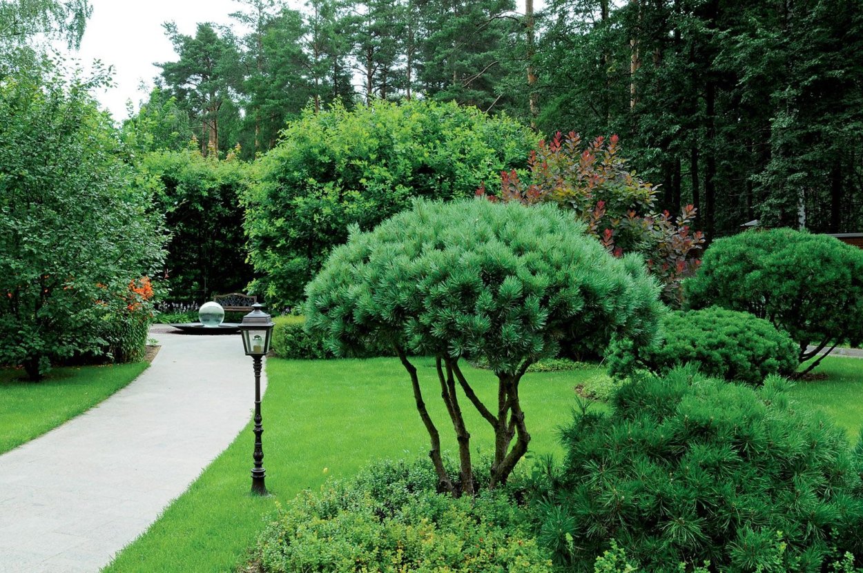 Китайское вечнозеленое растение