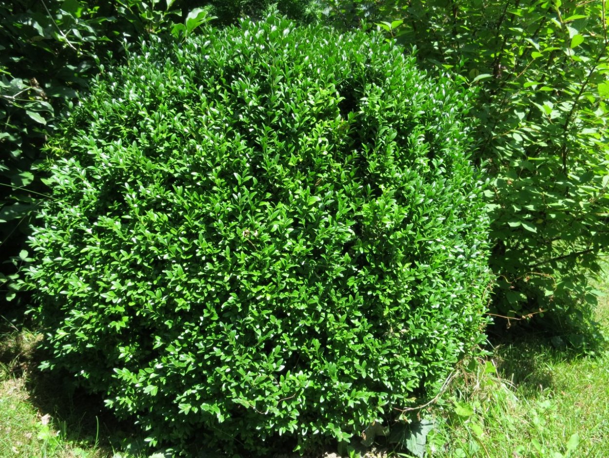 Бирючина ниваки