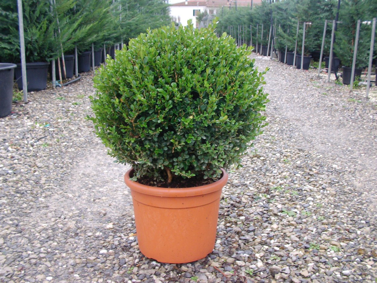 Самшит вечнозеленый посадка