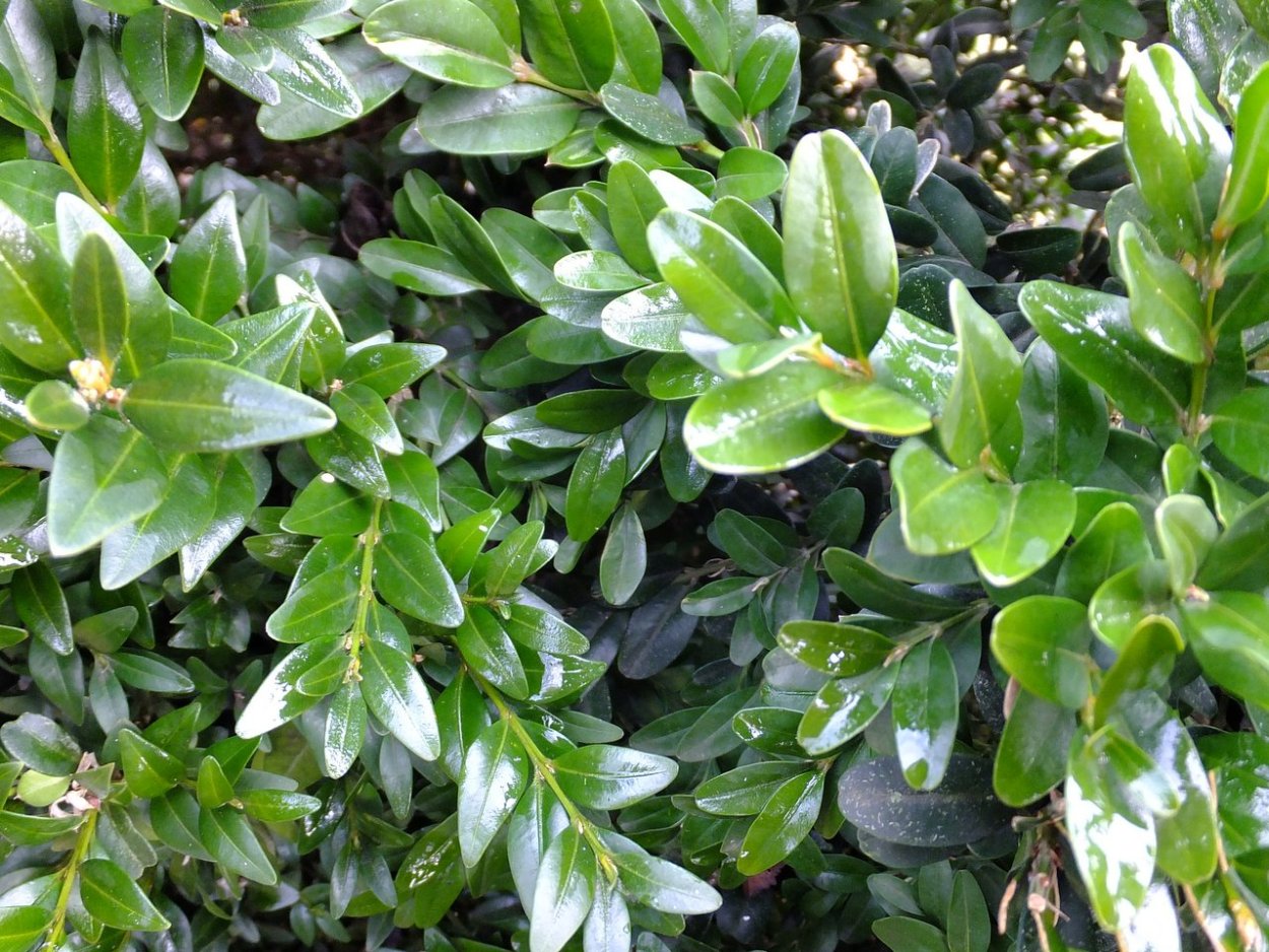 Топиарная стрижка кохии