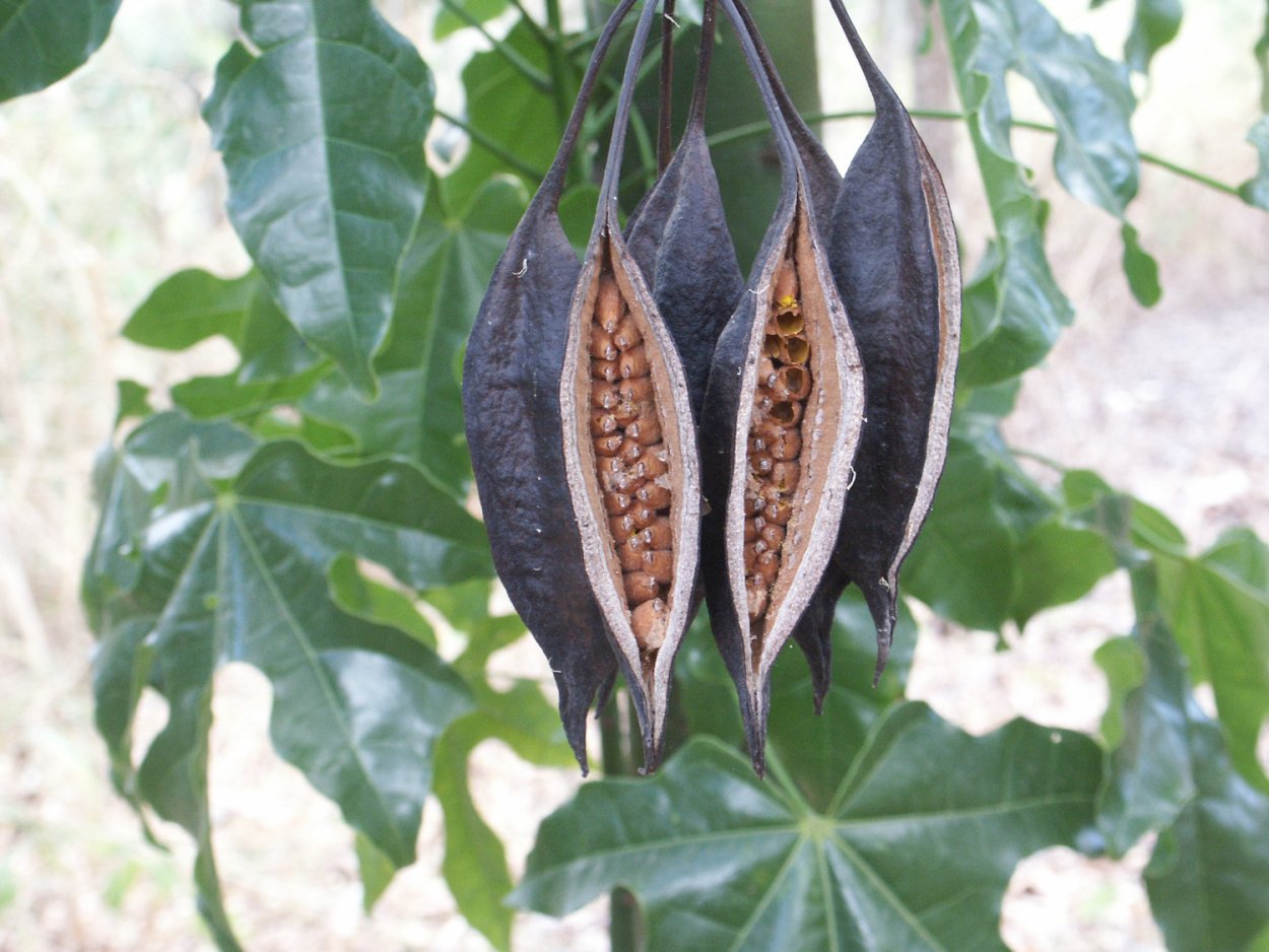 Баобаб Обезьянье дерево