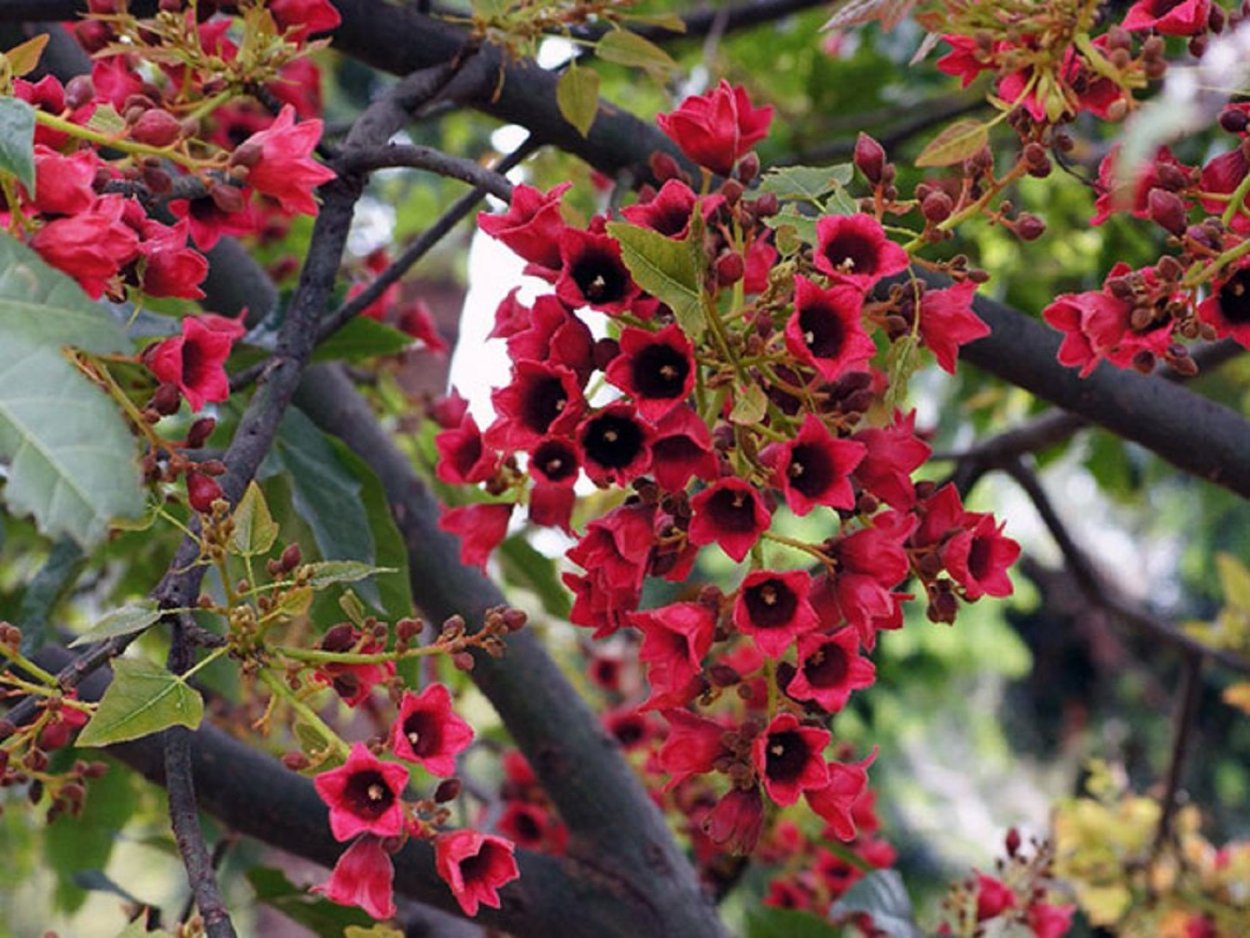Brachychiton acerifolius