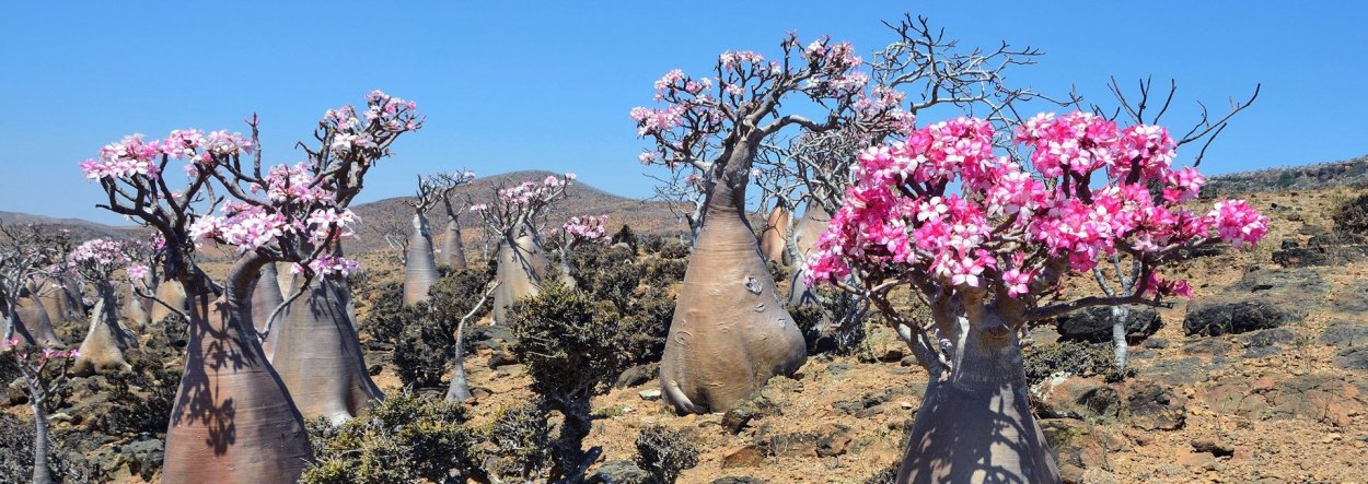 Пустынная роза Сокотра