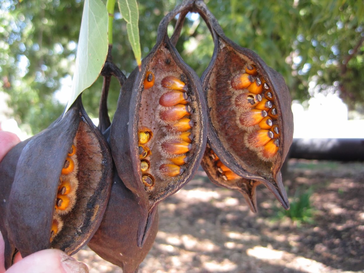 Брахихитон стручок